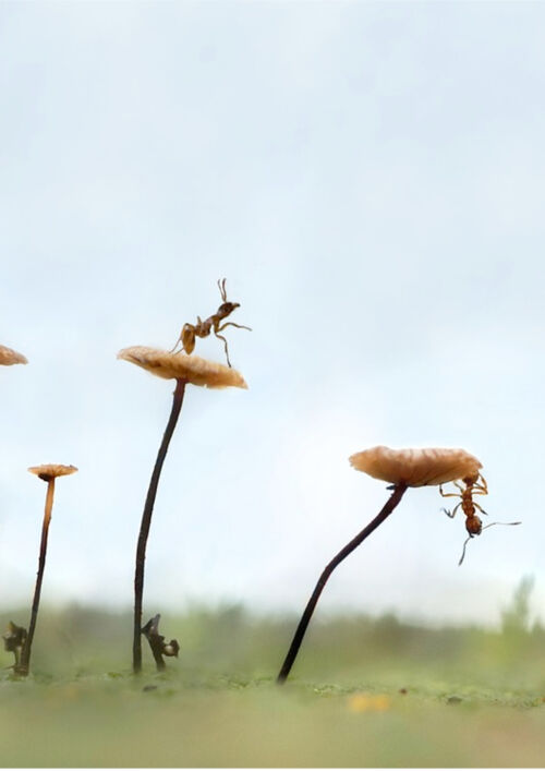Zu sehen ist ein Wiesenausschnitt mit Blumen in der Nahaufnahme. Auf den Blüten, an den Stengeln und am Boden klettern emsig mehrere Ameisen entlang.